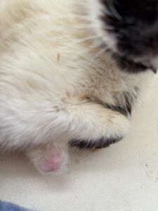 変形してしまった手