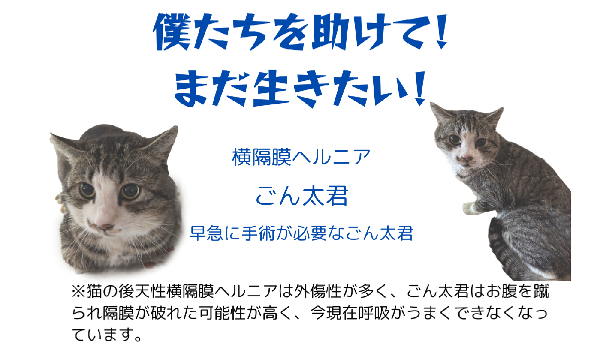 横隔膜ヘルニアのごん太君