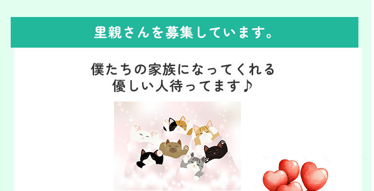 いちはら猫イチバン 里親さん募集
