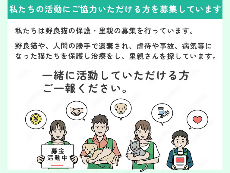 いちはら猫イチバン 活動仲間募集