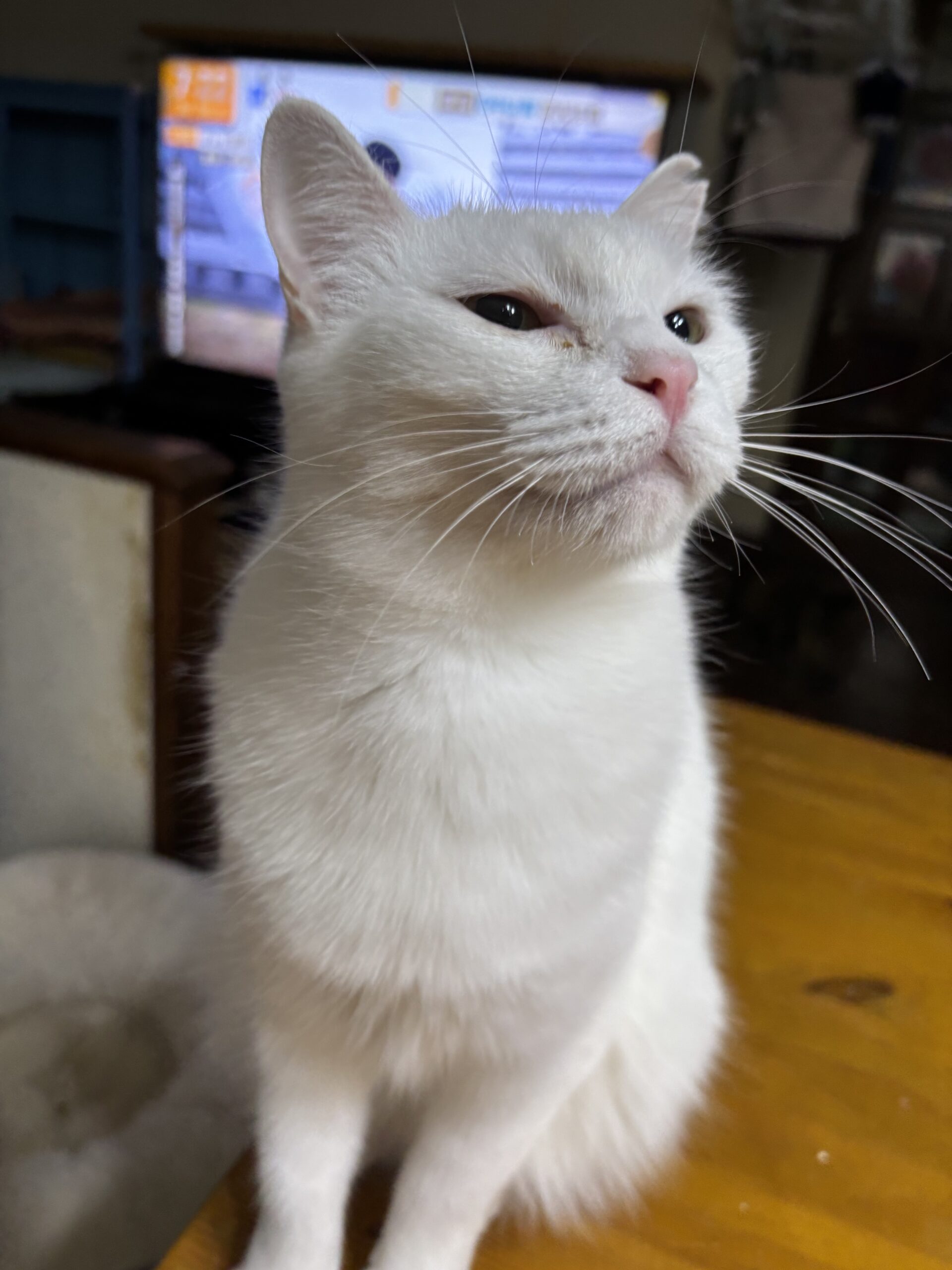 ユキちゃん