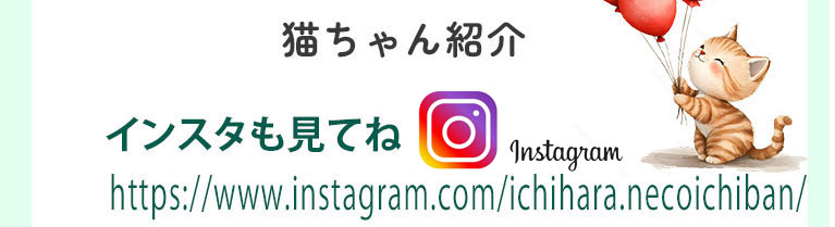 いちはら猫イチバン インスタグラム instagram