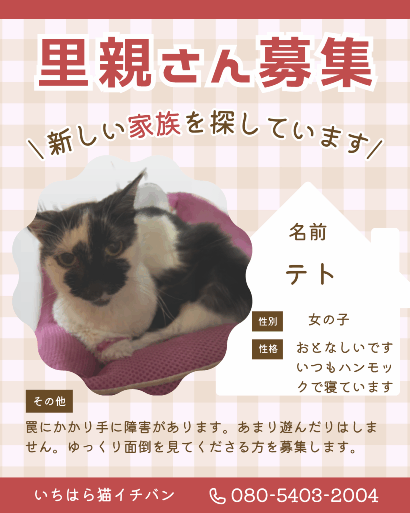 テトちゃん里親募集中