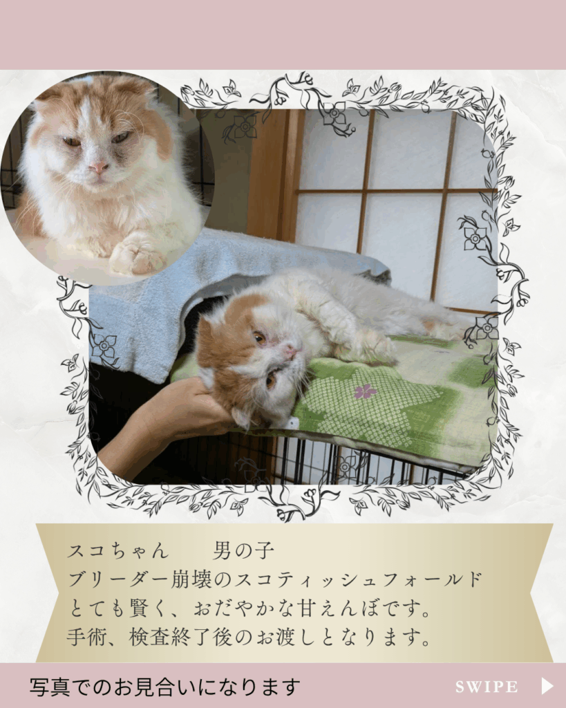 スコティッシュフォールド