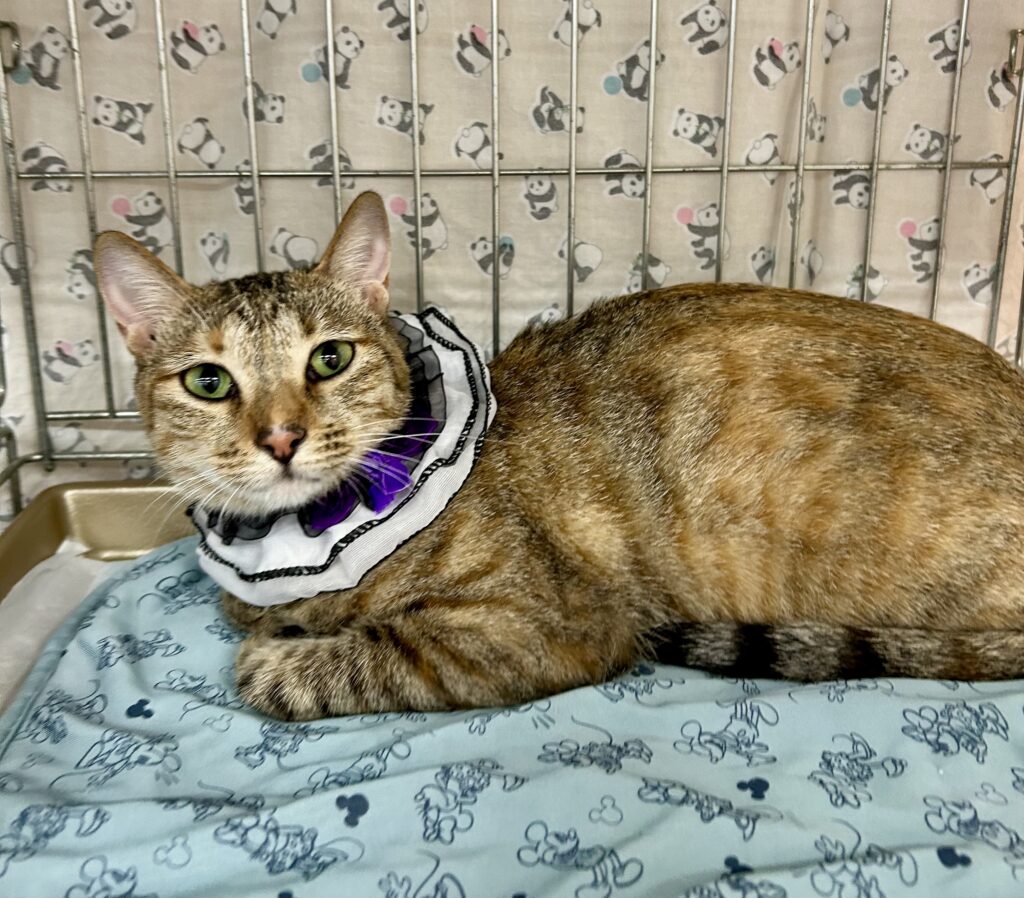 譲渡猫　フミちゃん