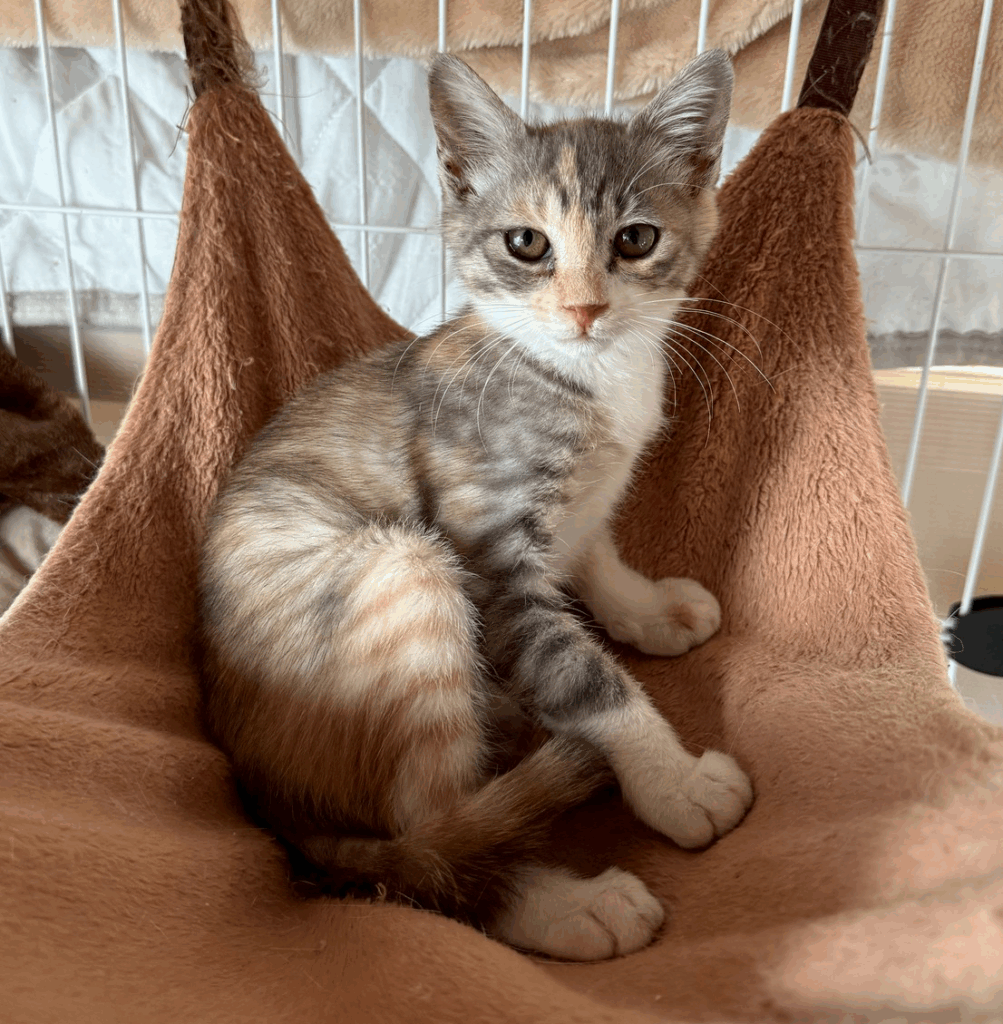 譲渡猫　ひまわりちゃん