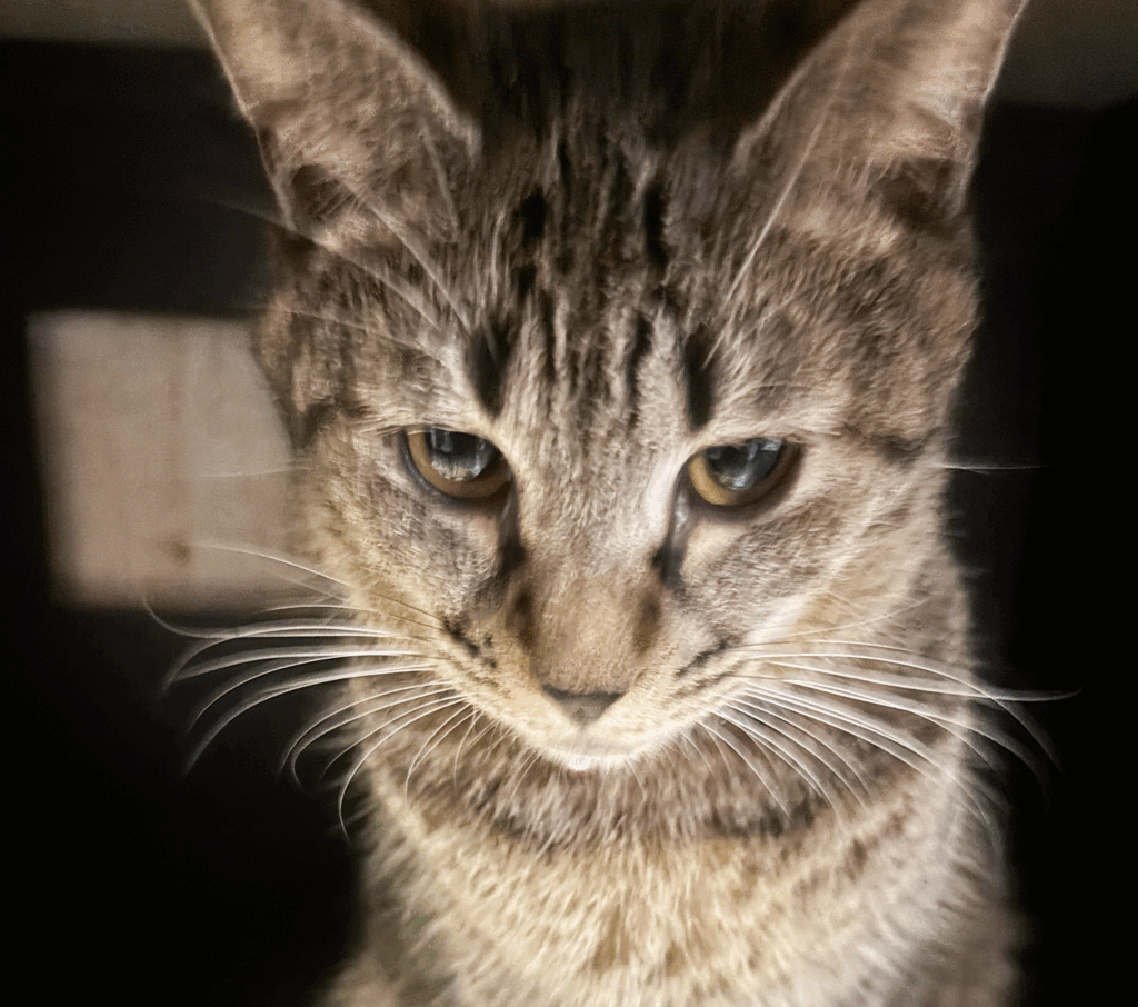 譲渡猫　しーちゃん