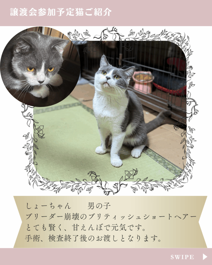 ブリティッシュショートヘアーの翔ちゃん