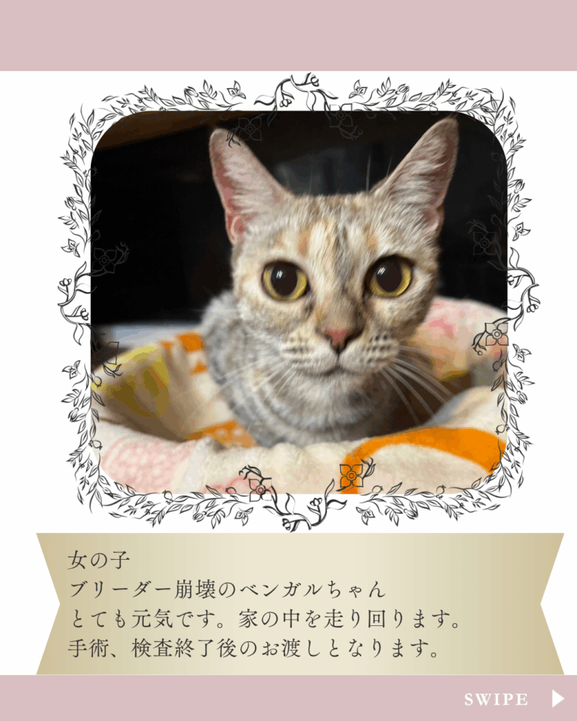 ベンガルちゃん