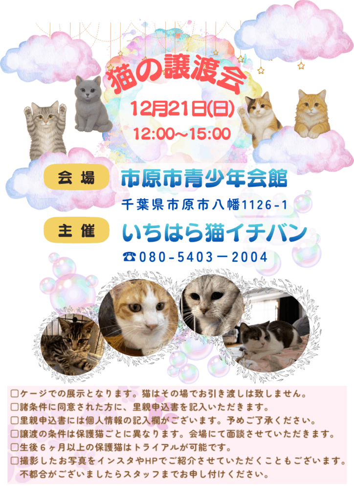 譲渡会20251221ちらし